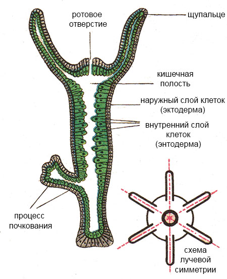 Ссылка кракен kr2web in