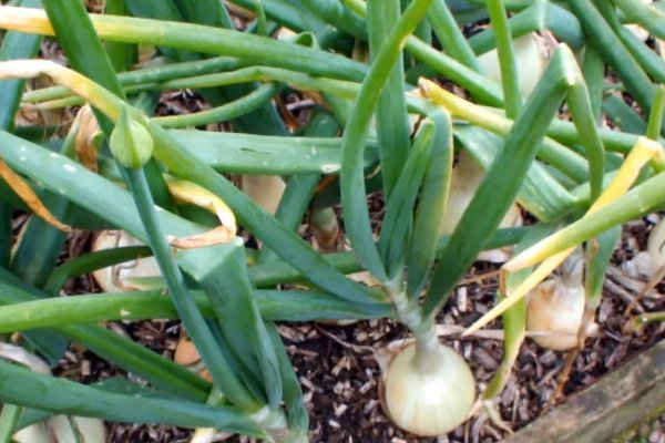 Купить героин в москве